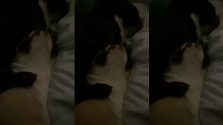 Just a snoring dog.